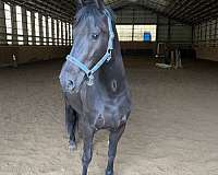 cross-friesian-horse