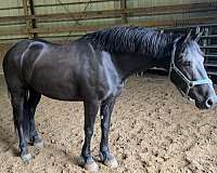 breed-a-friesian-horse