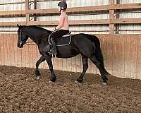 flip-friesian-horse