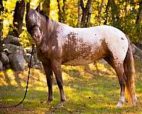 flashy-appaloosa-horse
