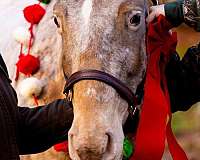 trail-appaloosa-horse