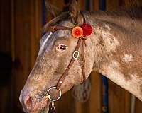 all-around-appaloosa-horse
