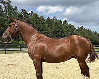 no-problems-belgian-horse