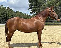 style-belgian-horse