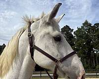 gaits-percheron-horse