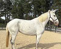 mover-percheron-horse