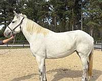 nice-trot-percheron-horse