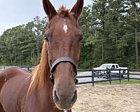 buck-saddlebred-horse