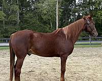 canter-saddlebred-horse