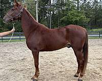 guarantee-saddlebred-horse