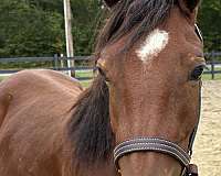 finish-haflinger-horse