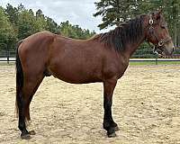 start-haflinger-horse