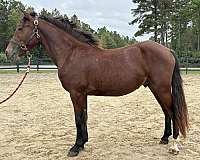youtube-video-haflinger-horse