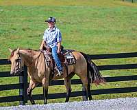 beginner-quarter-horse