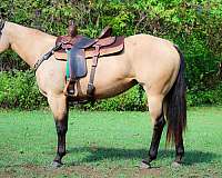 all-around-quarter-horse