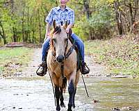 athletic-quarter-horse