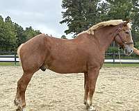 sorrel-belgian-gelding