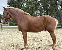 sorrel-gelding-for-sale