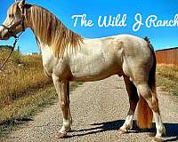 sabino-horse