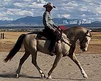champagne-sabino-horse