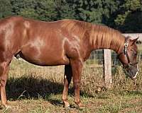 tomcat-chex-quarter-horse