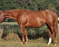 tomcat-chex-horse