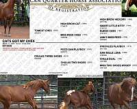 tomcat-chex-colt