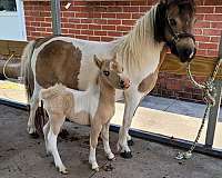 buckskin-pinto-miniature-colt-weanling