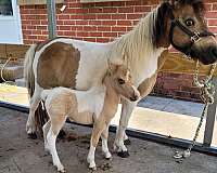buckskin-pinto-colt-weanling-for-sale