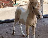 buckskin-pinto-appaloosa-for-sale