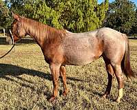 red-roan-double-dilute-horse