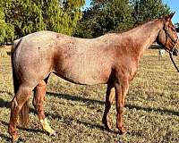 red-roan-hea-horse