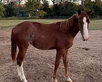 rac-quarter-horse