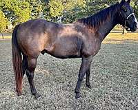 athletic-quarter-horse