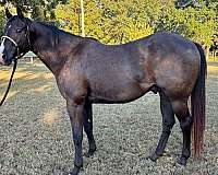 all-around-quarter-horse