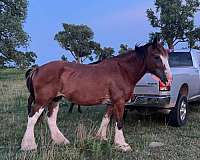 cutting-prospect-clydesdale-horse