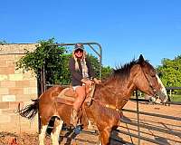double-dilute-clydesdale-horse