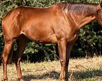 athletic-thoroughbred-horse