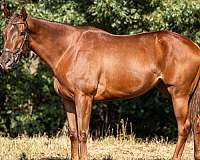 dressage-thoroughbred-horse