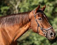 endurance-thoroughbred-horse