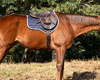 english-pleasure-thoroughbred-horse