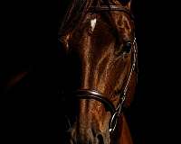 equitation-thoroughbred-horse