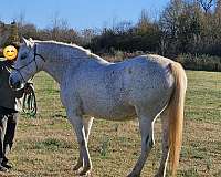 andalusian-horse