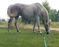 sporthorse-andalusian-horse