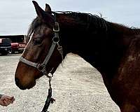 sporthorse-started-under-saddle-horse