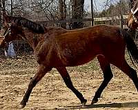 sporthorse-started-under-saddle-mare