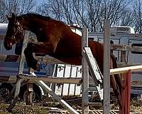 sporthorse-started-under-saddle