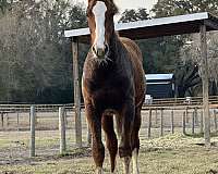 warmblood-colt