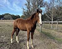 warmblood-horse-for-sale