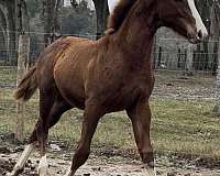 warmblood-horse